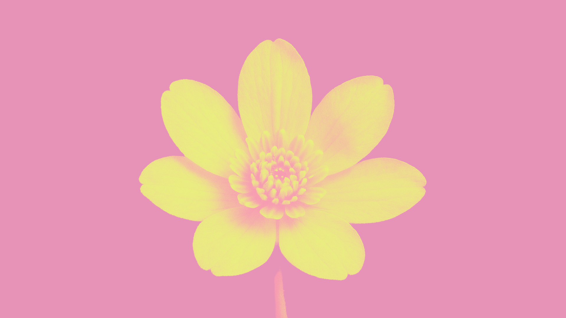 manifesto-foppa-anteprima